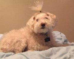 Photo Poodle mix dogs for adoption in los angeles - puntn 2