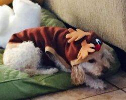 Photo Poodle mix dogs for adoption in los angeles - puntn 2