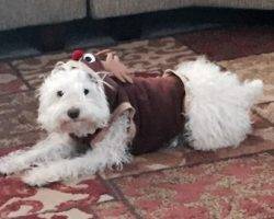 Photo Poodle mix dogs for adoption in los angeles - puntn 2