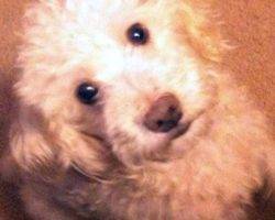Photo Poodle mix dogs for adoption in los angeles - puntn 2