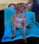 Poppy Chihuahua Adoption Chula Vista CA