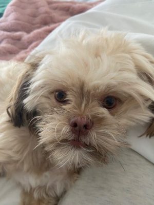 Poppy, A Havashu (Havanese Shih Tzu Mix) Dog For Adoption In Chicago IL.