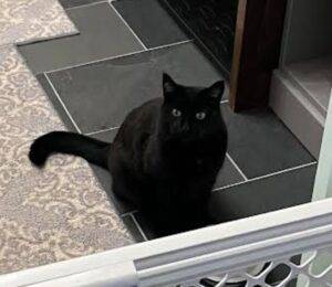 Porkchop black cat adoption calgary 4