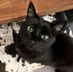 Stunning black cat for adoption in calgary ab – supplies included – adopt porkchop