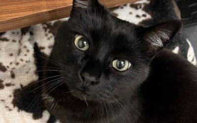 Stunning black cat for adoption in calgary ab – supplies included – adopt porkchop