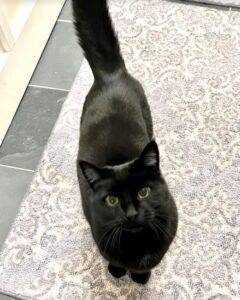 Porkchop black cat adoption calgary 4