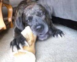 Presa canario for adoption in indiana 2