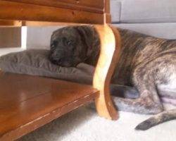 Presa canario for adoption in indiana 2