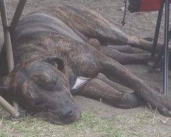 Presa canario for adoption in indiana 2
