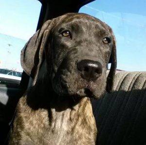 Photo Presa canario for adoption in indiana 2