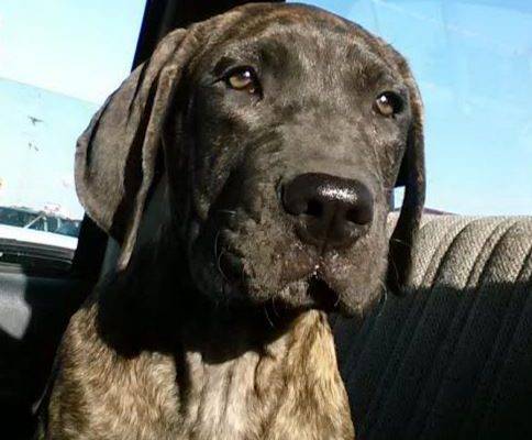 Presa Canario For Adoption in Indiana 2