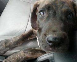 Presa canario for adoption in indiana 2