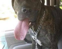 Presa canario for adoption in indiana 2