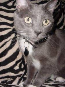 Presley - russian blue tuxedo mix cat for adoption minneapolis mn