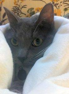 Presley - russian blue tuxedo mix cat for adoption minneapolis mn