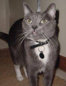 Pressly - Tuxedo Russian Blue Cat For Adoption in Minneapolis MN