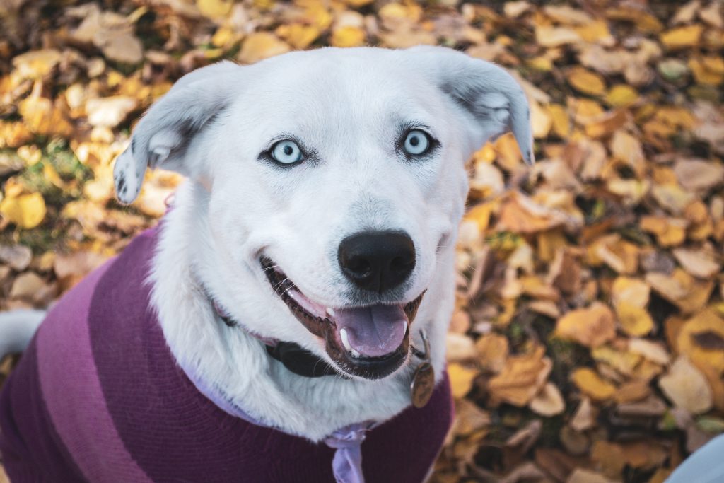 Border collie great pyrenees mix dog for adoption in edmonton (parkland county) ab – meet pretty