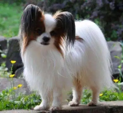 Pretty Papillon Dog