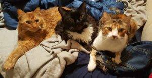 Prickly pear kandy and pumpkin - maine coon cats adoption las vegas 2
