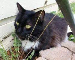 Prickly pear maine coon cat for adoption in las vegas