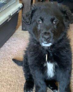 Prince golden retriever newfoundland mix puppy adoption calgary