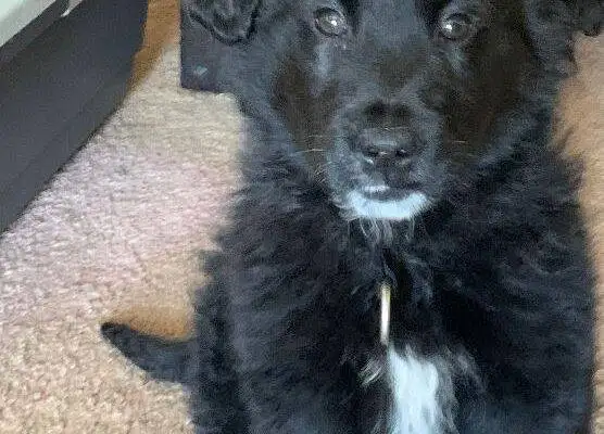 Prince Golden Retriever Newfoundland Mix Puppy Adoption Calgary