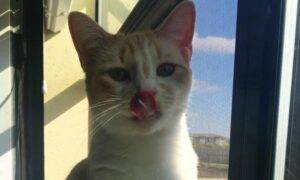 Princess Orange Tabby Kitten Adoption San Antonio Texas