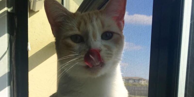 Princess Orange Tabby Kitten Adoption San Antonio texas