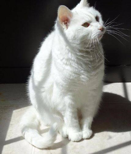 Princess - senior turkish angora cat for adoption greensboro nc