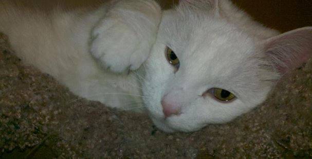Princess - senior turkish angora cat for adoption greensboro nc