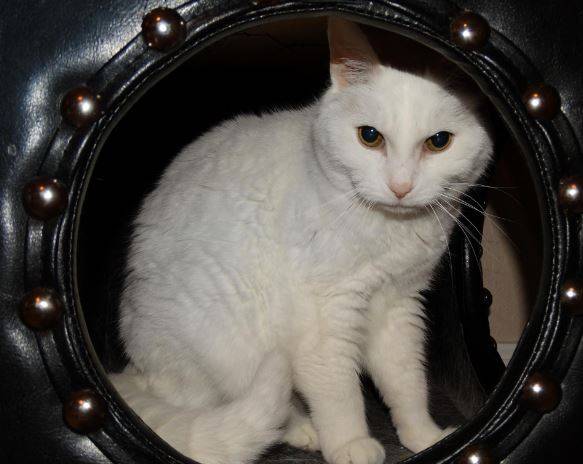 Princess - senior turkish angora cat for adoption greensboro nc