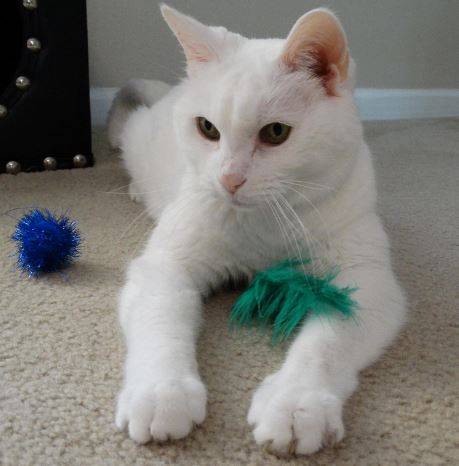 Princess - senior turkish angora cat for adoption greensboro nc