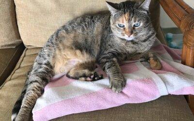 Sweet tabby calico cat for adoption in honolulu hi – supplies included – adopt pua