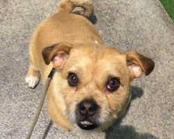 Pug jrt mix for adoption