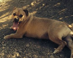Pug jrt mix for adoption