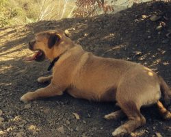 Pug jrt mix for adoption