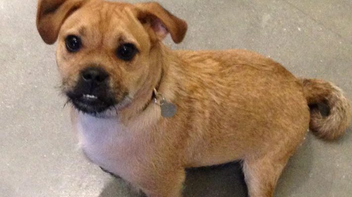 Pug JRT Mix For Adoption