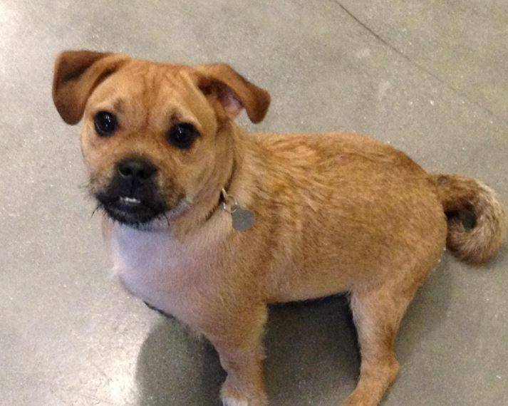 Noah – adorable pug mix seeks loving home – loves kids and dogs – supplies included