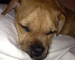 Pug jrt mix for adoption