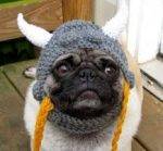 Pug wearing a viking helmet
