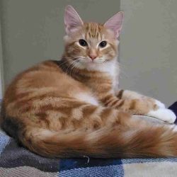 Pumpkin Orange Tabby Maine Coon Mix Kitten Adoption Modesto CA (1)