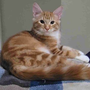 Orange mackerel tuxedo tabby maine coon mix kitten for adoption in modesto california – supplies included – adopt pumpkin