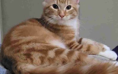 Orange mackerel tuxedo tabby maine coon mix kitten for adoption in modesto california – supplies included – adopt pumpkin