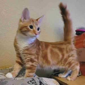 Pumpkin orange tabby maine coon mix kitten adoption modesto ca (1)