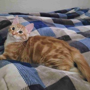 Pumpkin orange tabby maine coon mix kitten adoption modesto ca (1)