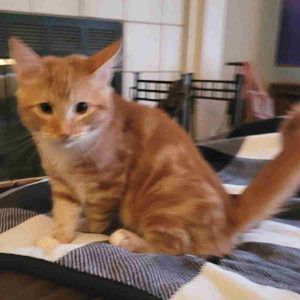 Pumpkin orange tabby maine coon mix kitten adoption modesto ca (1)