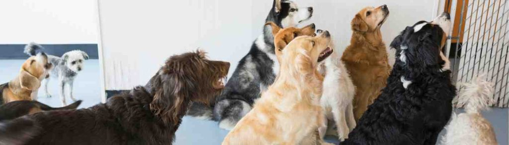 Puppy daycares banner