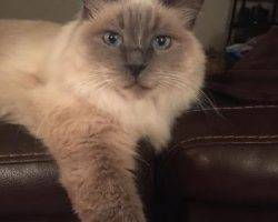 Purebred-birman-cat-for-adoption-san-antonio-5