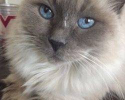 Purebred-birman-cat-for-adoption-san-antonio-5