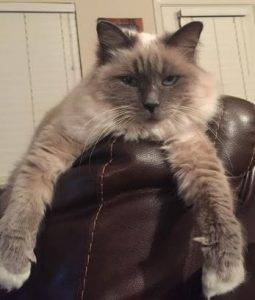 Rehomed – adora – gorgeous purebred birman cat adopted in austin tx